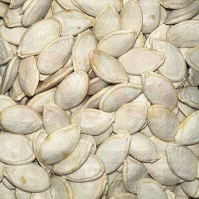 Squash Seed Oregon R/L/S 1lb